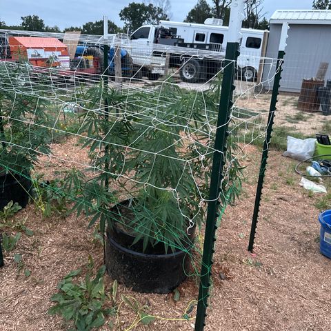 O.G. Kush growlog timeline photo