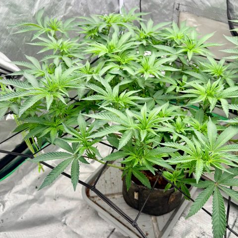 Glitter Bomb growlog photo: Day before flip to flower 