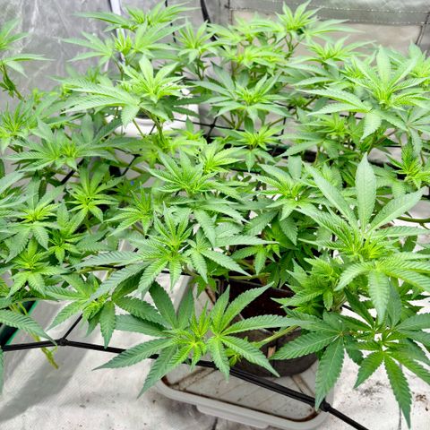 Glitter Bomb growlog timeline photo