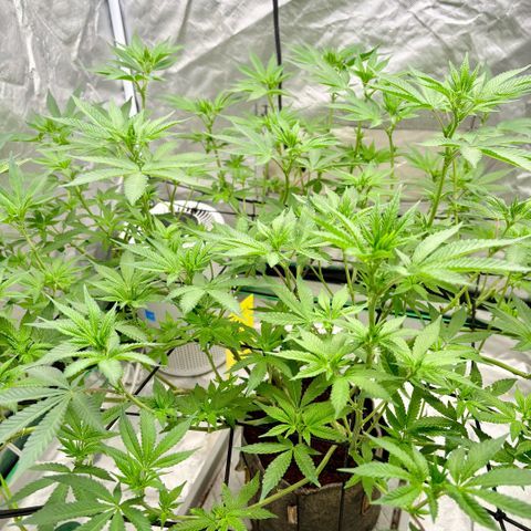 Glitter Bomb growlog photo: Gave her a haircut… shes starting to stretch 