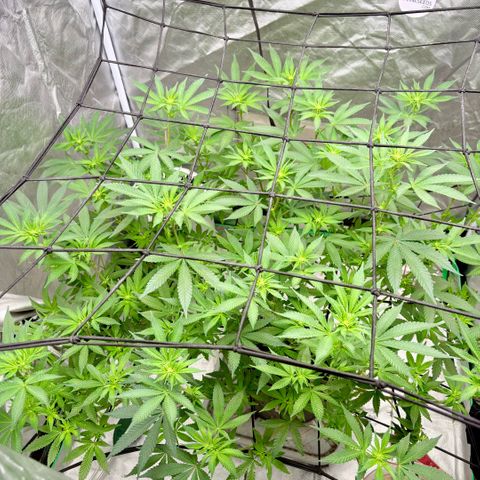 Glitter Bomb growlog timeline photo