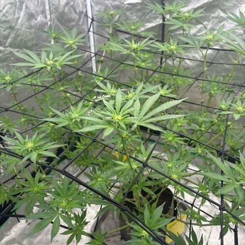 Glitter Bomb growlog timeline photo