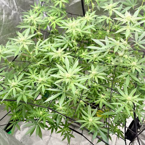 Glitter Bomb growlog timeline photo