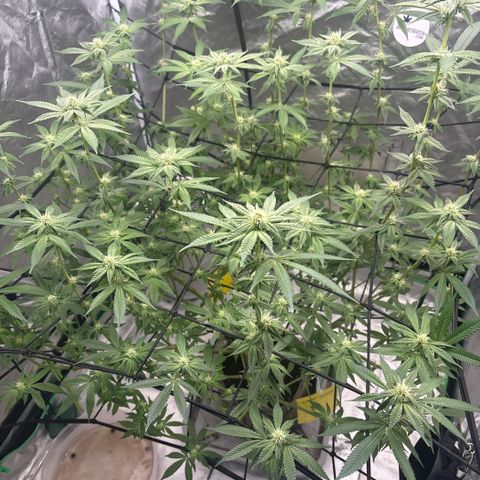 Glitter Bomb growlog timeline photo