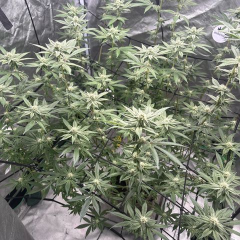 Glitter Bomb growlog timeline photo