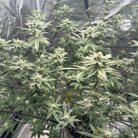 Glitter Bomb growlog timeline photo