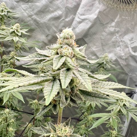 Glitter Bomb growlog timeline photo