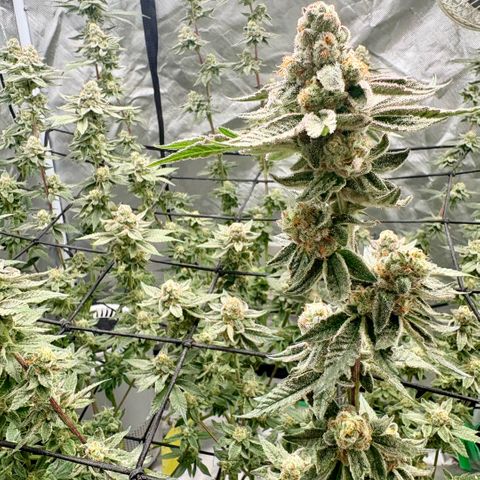 Glitter Bomb growlog timeline photo