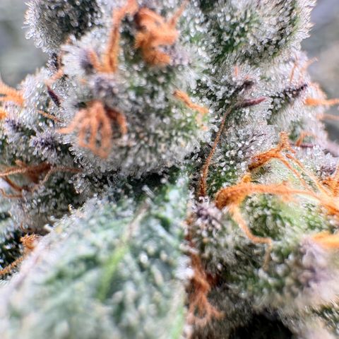Glitter Bomb growlog timeline photo