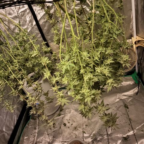 Glitter Bomb growlog photo: 1 huge Glitter Bomb , smells fantastic, grape blueberry gas terps, def one of my favorite strains to grow and smoke