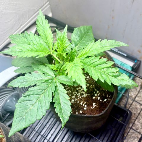 Strawberry Goji #2 growlog photo: Bit of an over watering issue caused a calcium deficiency, she’s starting to recover ….. gotta be more careful 