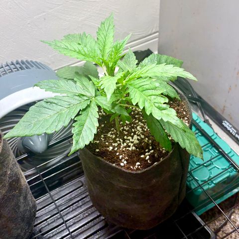 Strawberry Goji #2 growlog photo: Bit of an over watering issue caused a calcium deficiency, she’s starting to recover ….. gotta be more careful 