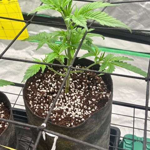 Strawberry Goji #2 growlog timeline photo