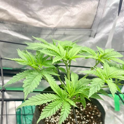 Strawberry Goji #2 growlog timeline photo