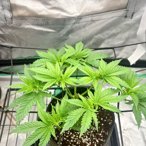 Strawberry Goji #2 growlog timeline photo