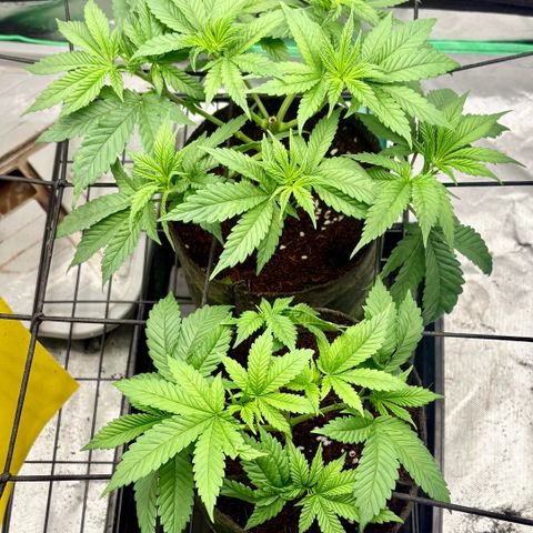 Strawberry Goji #2 growlog timeline photo