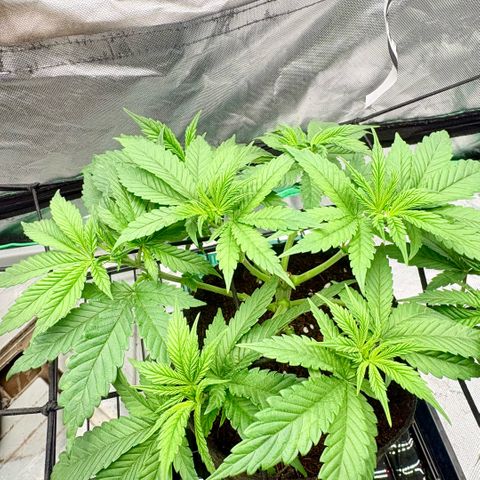 Strawberry Goji #2 growlog timeline photo