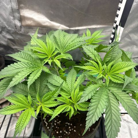 Strawberry Goji #2 growlog timeline photo