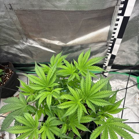 Strawberry Goji #2 growlog timeline photo