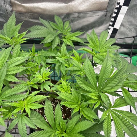 Strawberry Goji #2 growlog photo: Stretched them out some more 