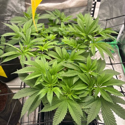 Strawberry Goji #2 growlog photo: Getting full 