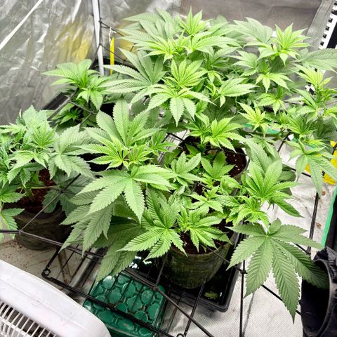 Strawberry Goji #2 growlog timeline photo
