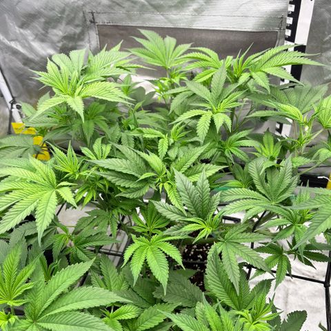 Strawberry Goji #2 growlog timeline photo