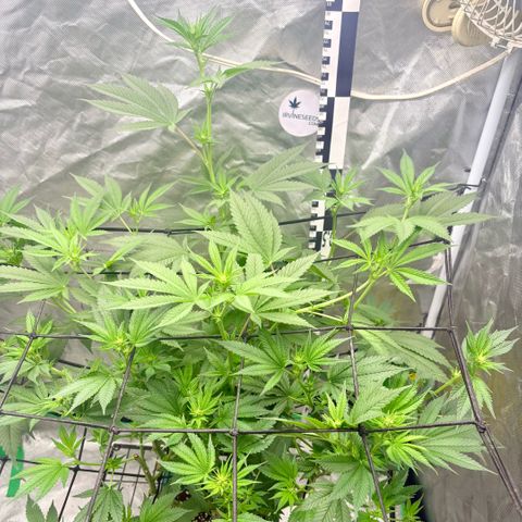 Strawberry Goji #2 growlog timeline photo