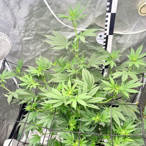 Strawberry Goji #2 growlog timeline photo