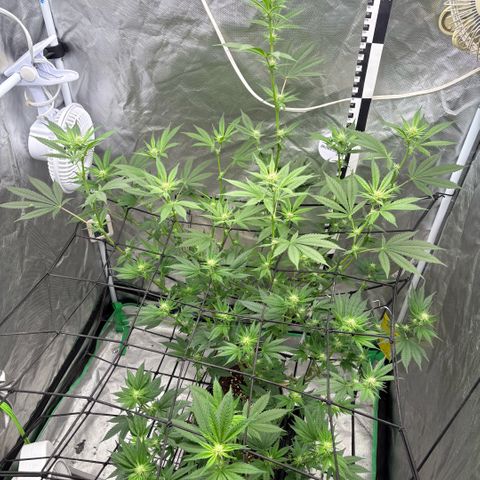 Strawberry Goji #2 growlog timeline photo