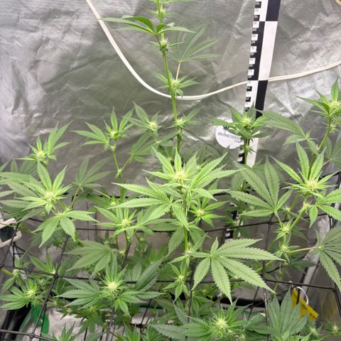 Strawberry Goji #2 growlog timeline photo