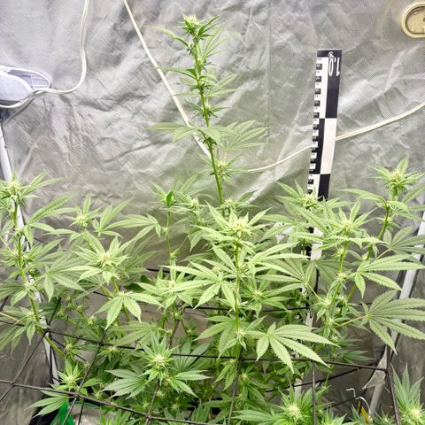 Strawberry Goji #2 growlog timeline photo
