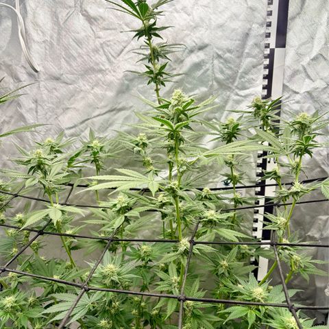 Strawberry Goji #2 growlog timeline photo