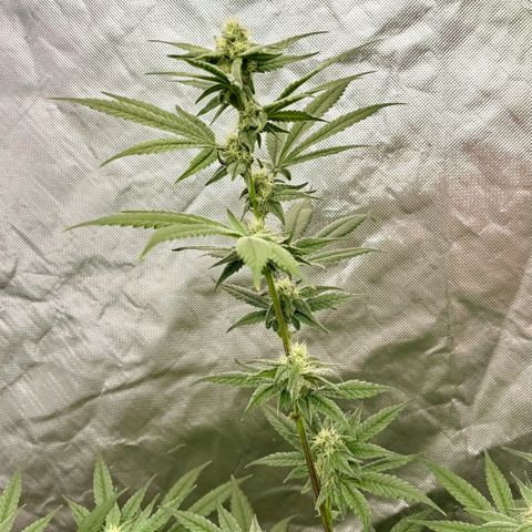 Strawberry Goji #2 growlog timeline photo