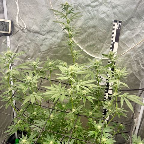 Strawberry Goji #2 growlog timeline photo