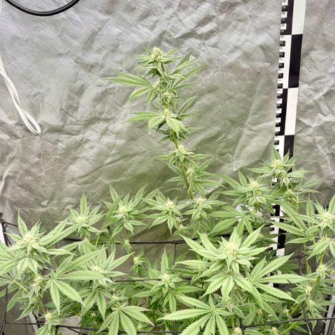 Strawberry Goji #2 growlog timeline photo