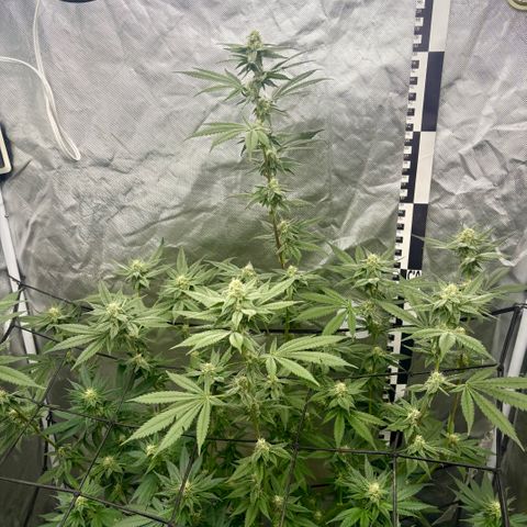 Strawberry Goji #2 growlog timeline photo