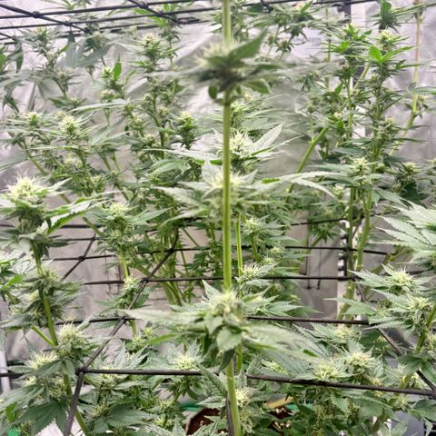 Strawberry Goji #2 growlog timeline photo