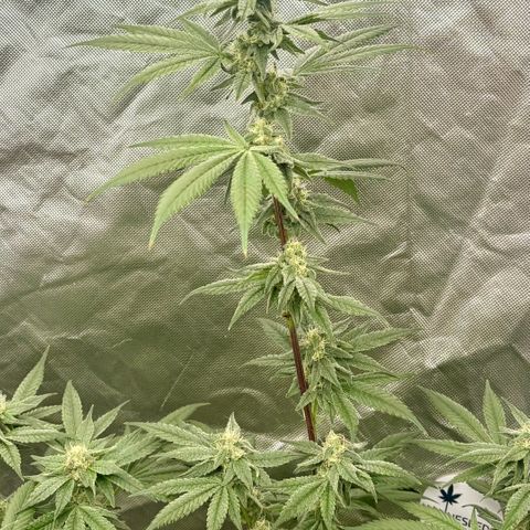 Strawberry Goji #2 growlog timeline photo