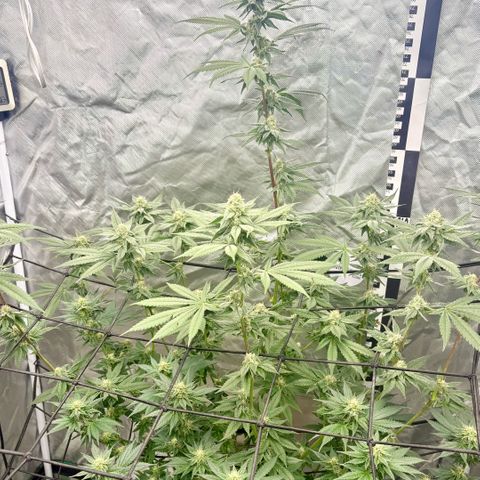 Strawberry Goji #2 growlog timeline photo