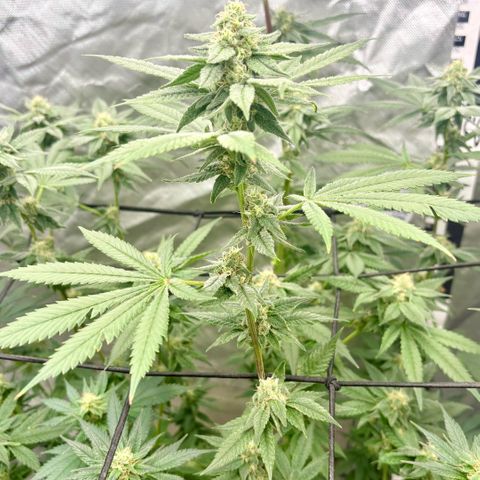Strawberry Goji #2 growlog timeline photo
