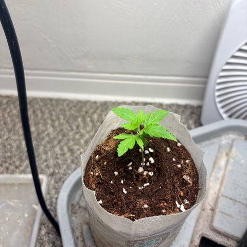 Kacklesnatch #1 growlog timeline photo