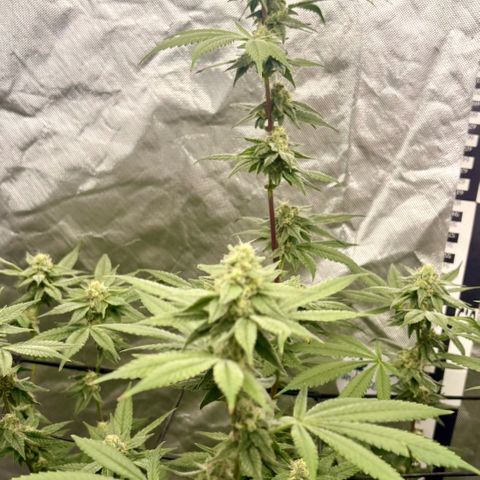 Strawberry Goji #2 growlog timeline photo
