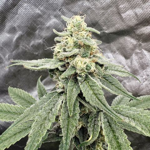 Strawberry Goji #2 growlog timeline photo