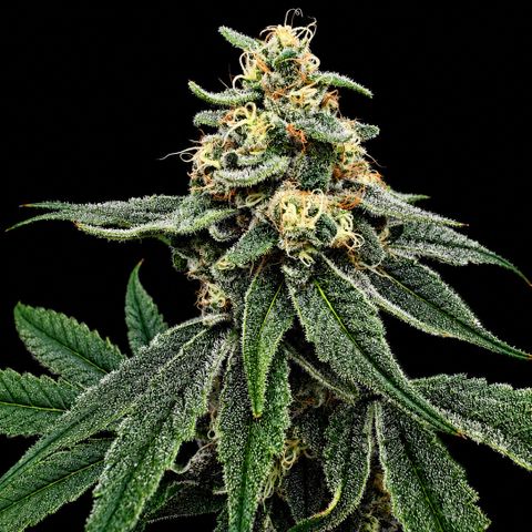 Strawberry Goji #2 growlog timeline photo
