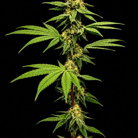 Strawberry Goji #2 growlog timeline photo