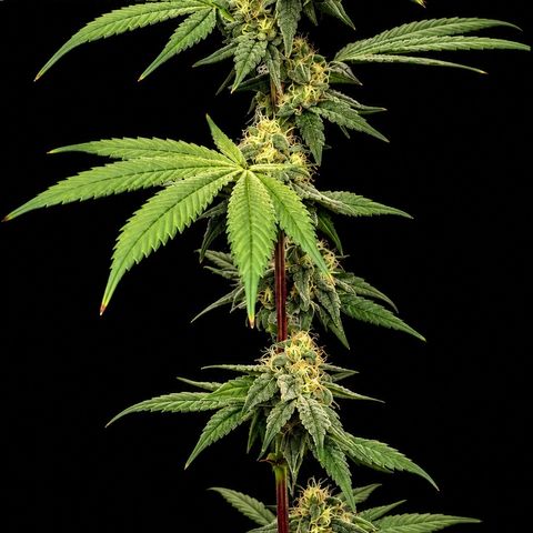 Strawberry Goji #2 growlog timeline photo