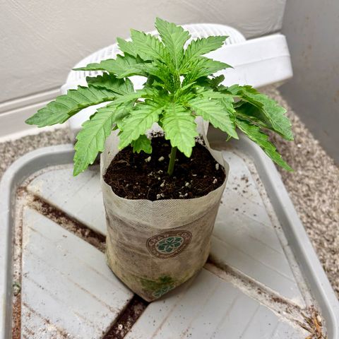 Kacklesnatch #1 growlog timeline photo