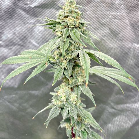 Strawberry Goji #2 growlog timeline photo