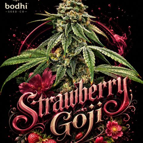Strawberry Goji #2 growlog timeline photo